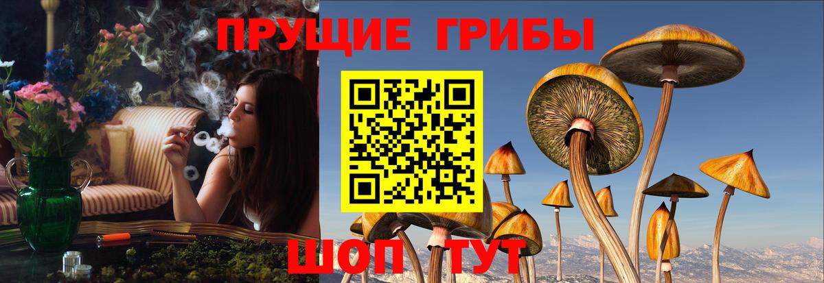 Псилоцибиновые грибы Cubensis  Галлюциногенные грибы Cubensis  Вход с VPN  Урюпинск 